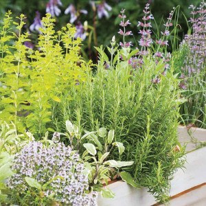 Zmes byliniek Aromatická kuchyňa - semená na pestovanie